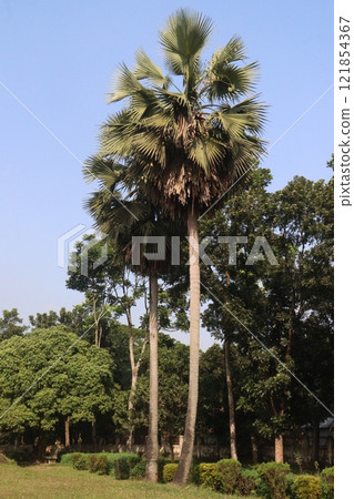 palm plant on field for juice palm plant on field for juice 121854367