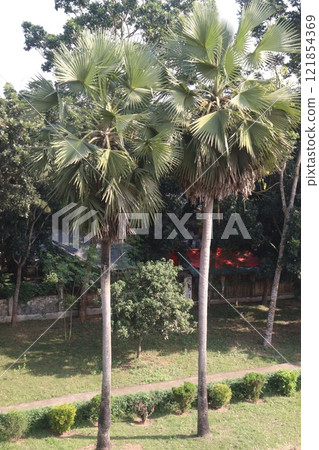 palm plant on field for juice palm plant on field for juice 121854369