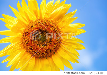 Bright sunflower standing tall under a clear blue sky on a sunny day in summer 121854403
