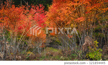 Vibrant Autumn Shrubbery Vibrant Autumn Shrubbery 121854445