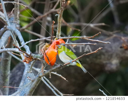 White-eye crow 121854633