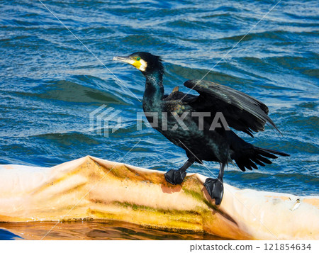 水邊試圖展開翅膀的鸕鶿 121854634