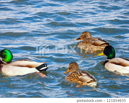 一群野鴨在河裡游泳 一群野鴨在河裡游泳 121854635