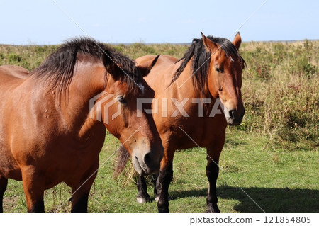 Horse Horse 121854805