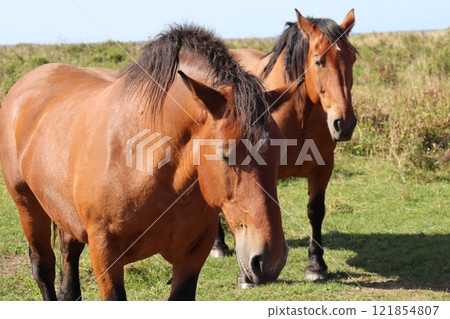 Horse Horse 121854807