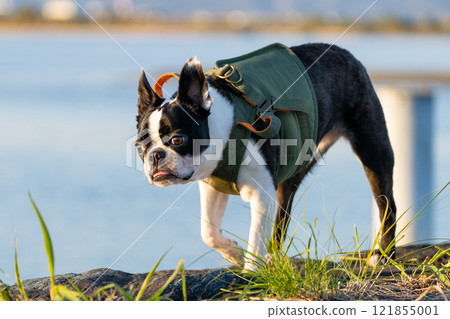Boston terrier with a river in the background 121855001