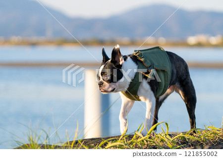背景中有一條河的波士頓梗犬 背景中有一條河的波士頓梗犬 121855002