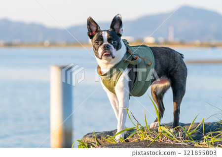 Boston terrier with a river in the background 121855003