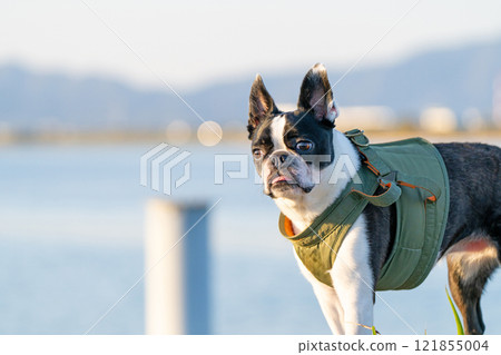 Boston terrier with a river in the background 121855004
