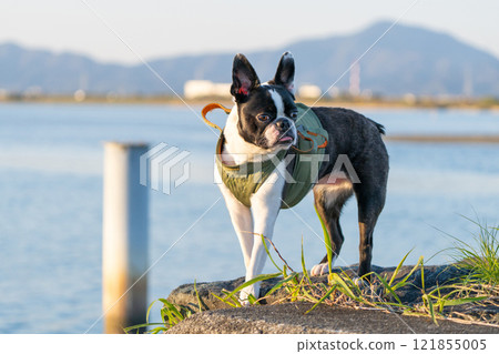Boston terrier with a river in the background Boston terrier with a river in the background 121855005