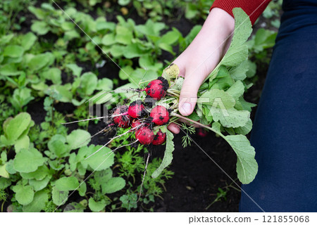 Holding a young green plant in a black pot outside during the daytime in a residential area Holding a young green plant in a black pot outside during the daytime in a residential area 121855068