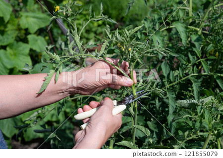 Hands carefully pruning tomato plants in a garden during the late spring on a sunny day 121855079
