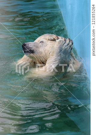 Polar bear Polar bear 121855264