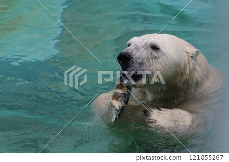 Polar bear Polar bear 121855267
