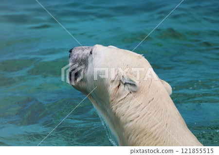 Polar bear Polar bear 121855515