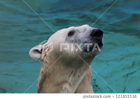 Polar bear 121855516