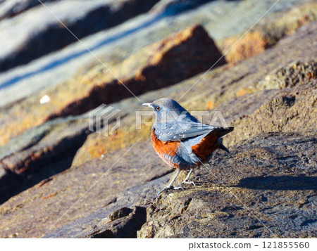 A male Rock Thrush alighting on a rocky outcrop 121855560