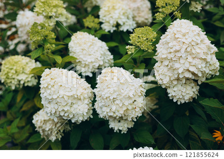 White Hydrangea in the Garden. Blooming white hydrangea plants in full bloom. Nature background 121855624
