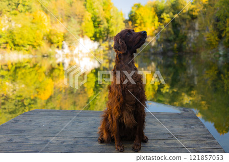Irish Setter dog posing at a mountain lake in autumn. Traveling with a pet. Pet in leaf fall. Atmospheric photo in nature. Irish Setter dog posing at a mountain lake in autumn. Traveling with a pet. Pet in leaf fall. Atmospheric photo in nature. 121857053