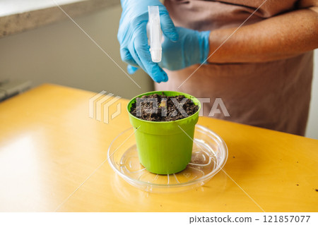 Senior woman gardener hands in blue gloves waters pot with organic tomato vegetable plant at home table 121857077