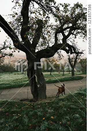 Enjoying a Serene Walk in Nature with Dog Under a Frosty Tree on a Quiet Morning Enjoying a Serene Walk in Nature with Dog Under a Frosty Tree on a Quiet Morning 121857386