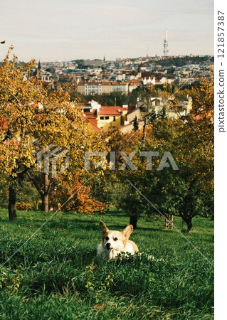 Golden Autumn Landscape Featuring a Playful corgi Dog Amidst a Vibrant City View 121857387