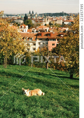Enjoying a picturesque scenic city view with a relaxing and charming dog in park 121857395