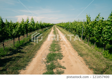 sandy road through green vineyards in summer on a sunny day 121857400