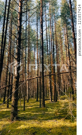 Sunny warm color in a pine forest in the north of Russia, Arkhangelsk region 121857414