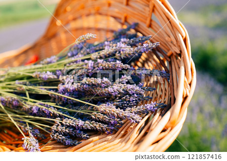 Close up of purple lavender flowers in a basket Close up of purple lavender flowers in a basket 121857416