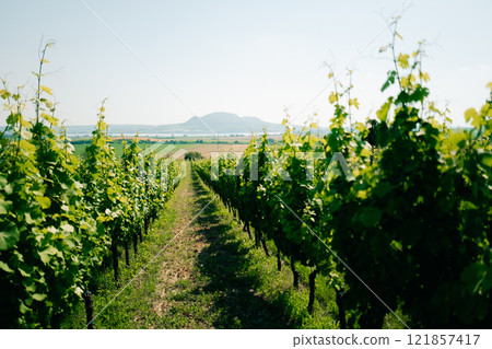 vineyards on Morava with a view of the mountain on a summer day vineyards on Morava with a view of the mountain on a summer day 121857417