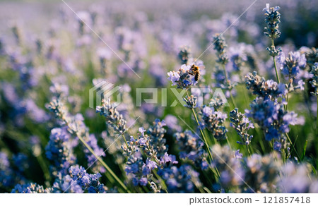 A bee collects honey nectar in a lavender field A bee collects honey nectar in a lavender field 121857418