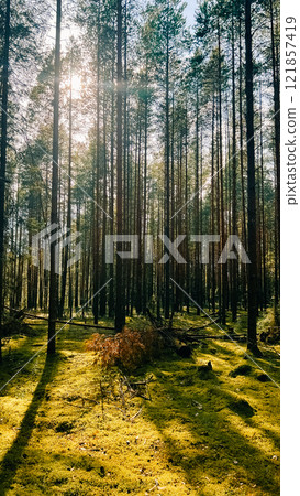 Sunny warm color in a pine forest in the far north Sunny warm color in a pine forest in the far north 121857419