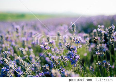 close up bee flies on purple lavender flowers close up bee flies on purple lavender flowers 121857420