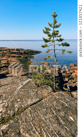 northern nature, rocks and sea. Tree grows on rocks northern nature, rocks and sea. Tree grows on rocks 121857421