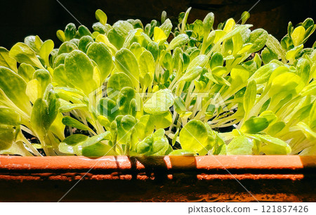 Close-up of fresh microgreens with water droplets, organic healthy food concept 121857426
