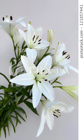 Fresh White Lilies with Dewdrops on Petals Fresh White Lilies with Dewdrops on Petals 121857441