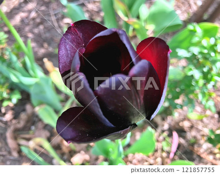 Tulip in garden Tulip in garden 121857755