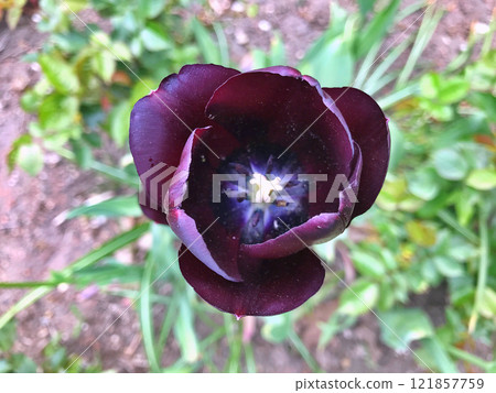 Tulip in garden Tulip in garden 121857759