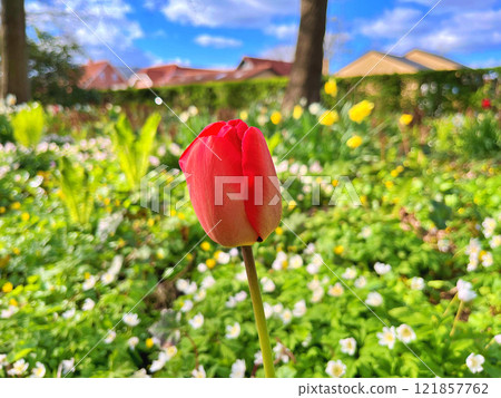 Tulip in garden Tulip in garden 121857762