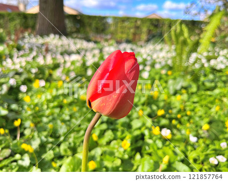 Tulip in garden Tulip in garden 121857764