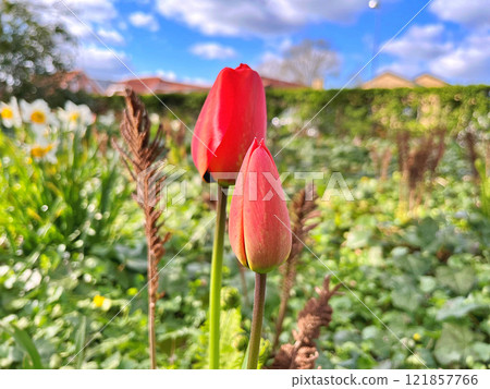 Tulips in garden Tulips in garden 121857766