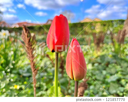 Tulip in garden Tulip in garden 121857770