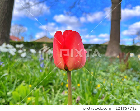 Tulip in garden Tulip in garden 121857782