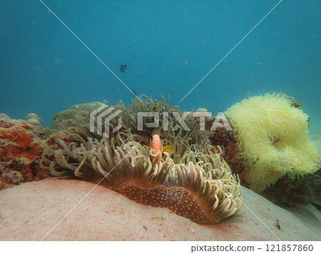A Clownfish peaking out from its home in a stinging sea anemone 121857860