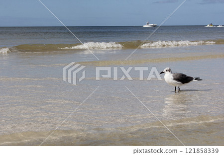 Seagull Near Water Clearwater Beach Florida on Sunny Day Seagull Near Water Clearwater Beach Florida on Sunny Day 121858339