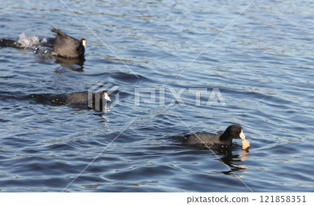 American Coot at Lake Tyler Marina near Whitehouse TX American Coot at Lake Tyler Marina near Whitehouse TX 121858351