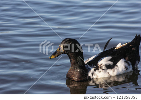 Duck Swimming in Lake Tyler at Marina near Whitehouse Texas Duck Swimming in Lake Tyler at Marina near Whitehouse Texas 121858353