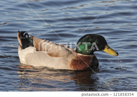 Mallard Duck in Lake Tyler at Marina near Whitehouse Texas Mallard Duck in Lake Tyler at Marina near Whitehouse Texas 121858354