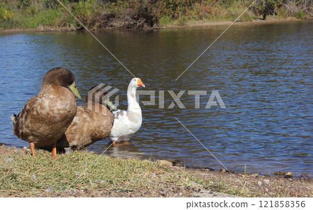 Ducks and Goose on Shore of Lake Tyler in Rural East Texas Ducks and Goose on Shore of Lake Tyler in Rural East Texas 121858356